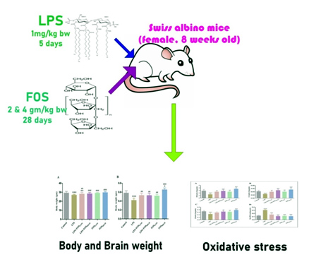 Graphical Abstract